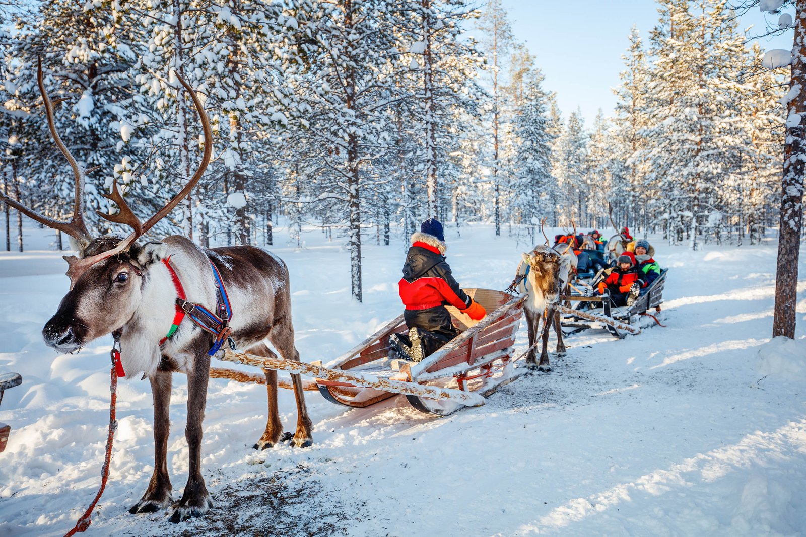 Reindeers in Finland