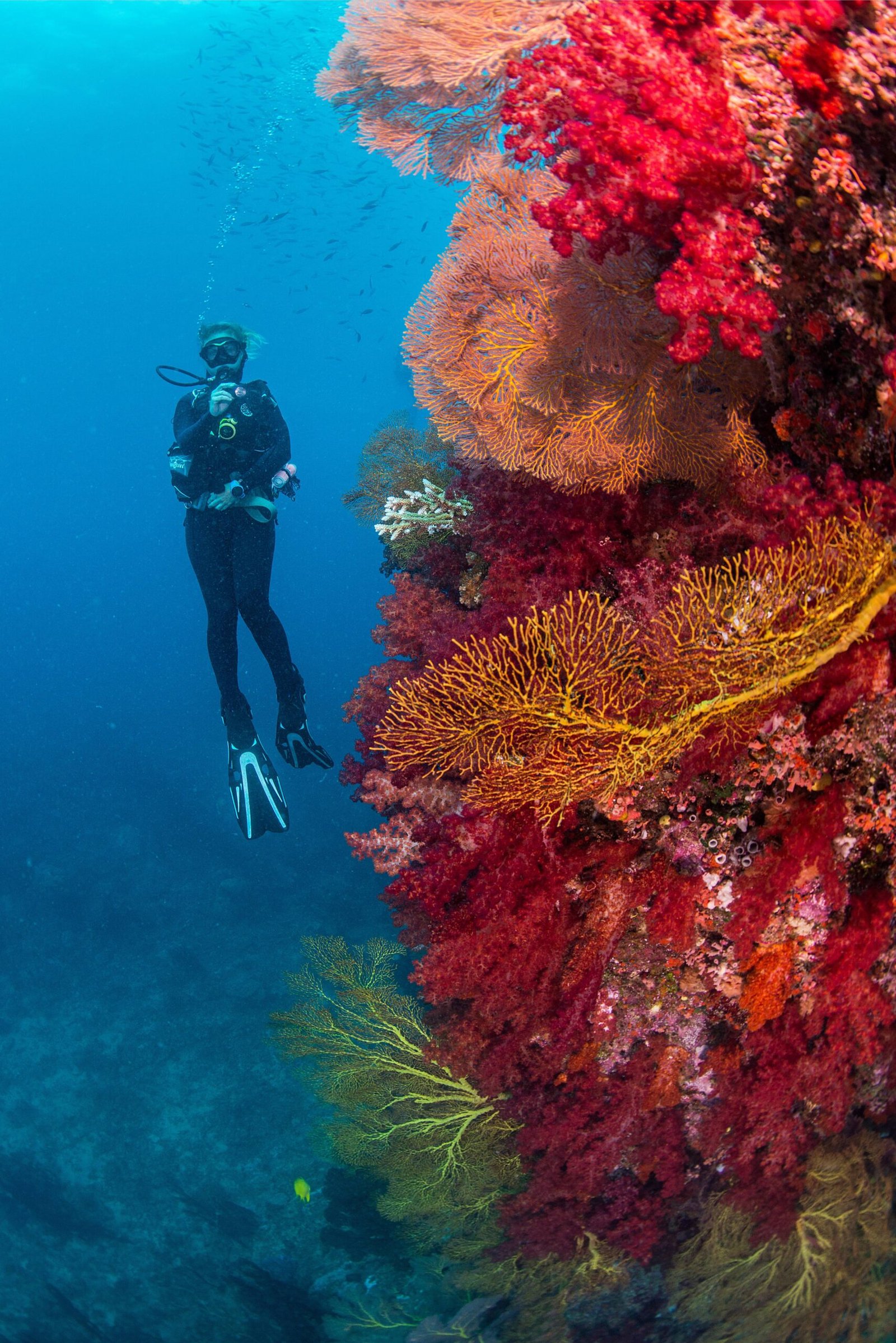 Diver and Soft Coral; photo credit: Tourism Fiji