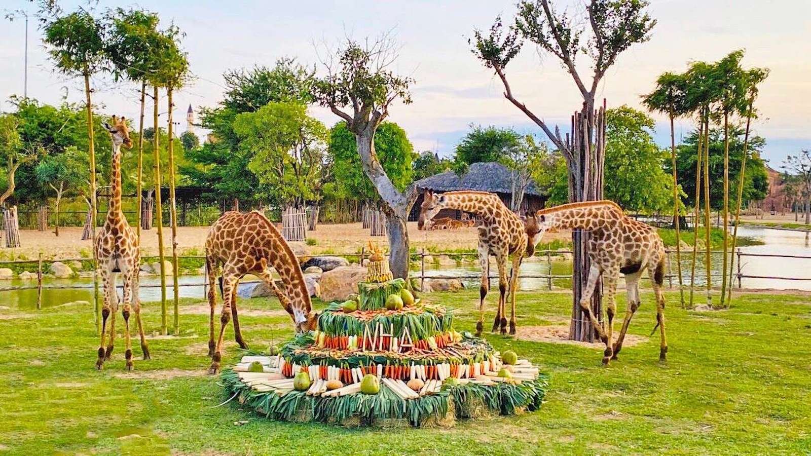 Giraffes at the River Safari