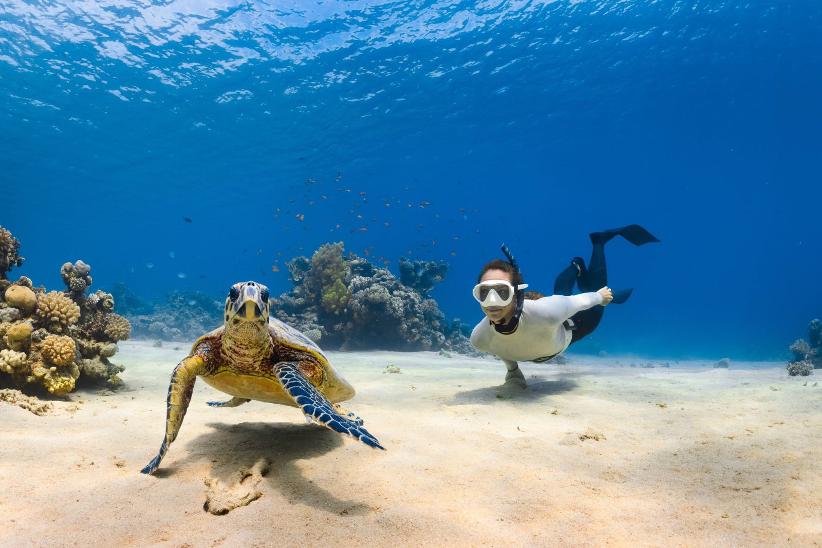 A person snorkelling underwater looking at a sea turtle