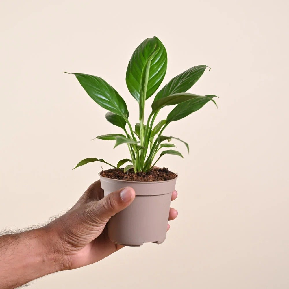 Mindful gifting: Peace Lily plant by Ugaoo