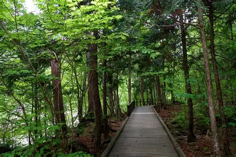 Forest bathing