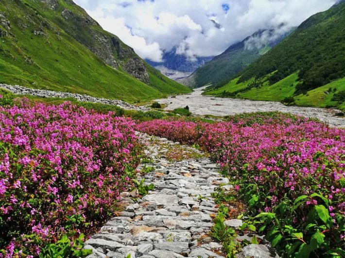 valley-of-flowers-5353172